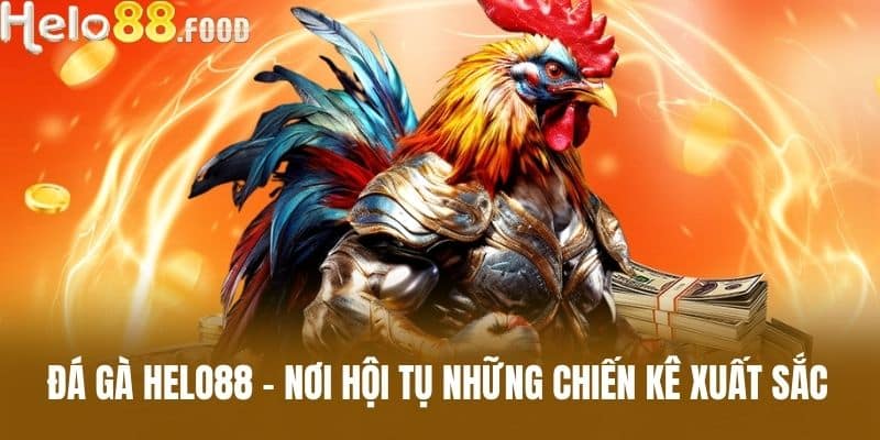 Đá gà HELO88 - Nơi Hội Tụ Những Chiến Kê Xuất Sắc