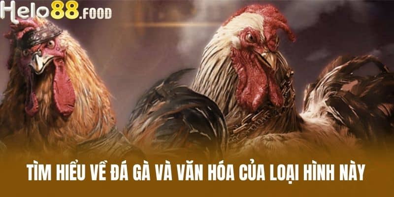 Tìm hiểu về đá gà và văn hóa của loại hình này