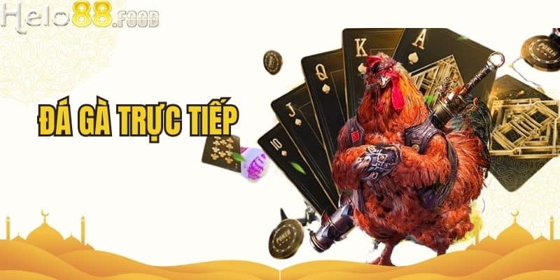 Đá Gà Trực Tiếp - Xem Trận Đấu Hấp Dẫn Ngay Tại HELO88